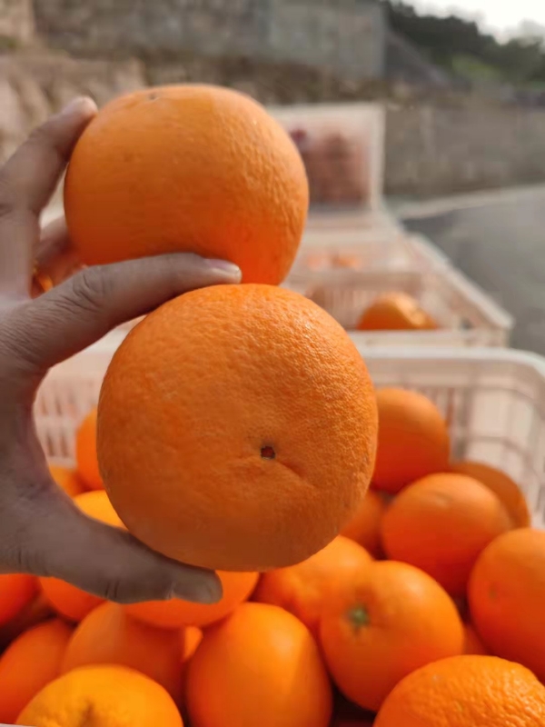 优选橙子【纽荷尔脐橙】秭归脐橙基地,看货订购现摘