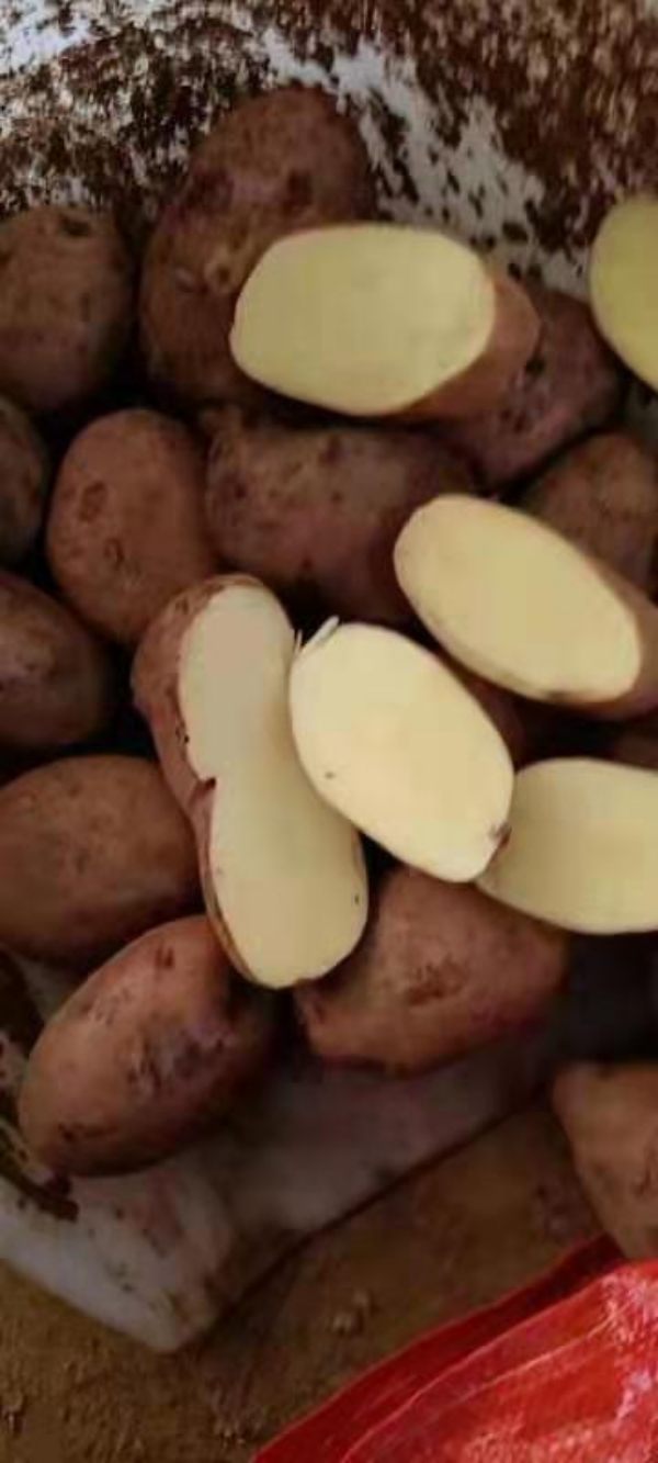 云南土豆，红皮黄心土豆，合作88土豆，产地直销。
