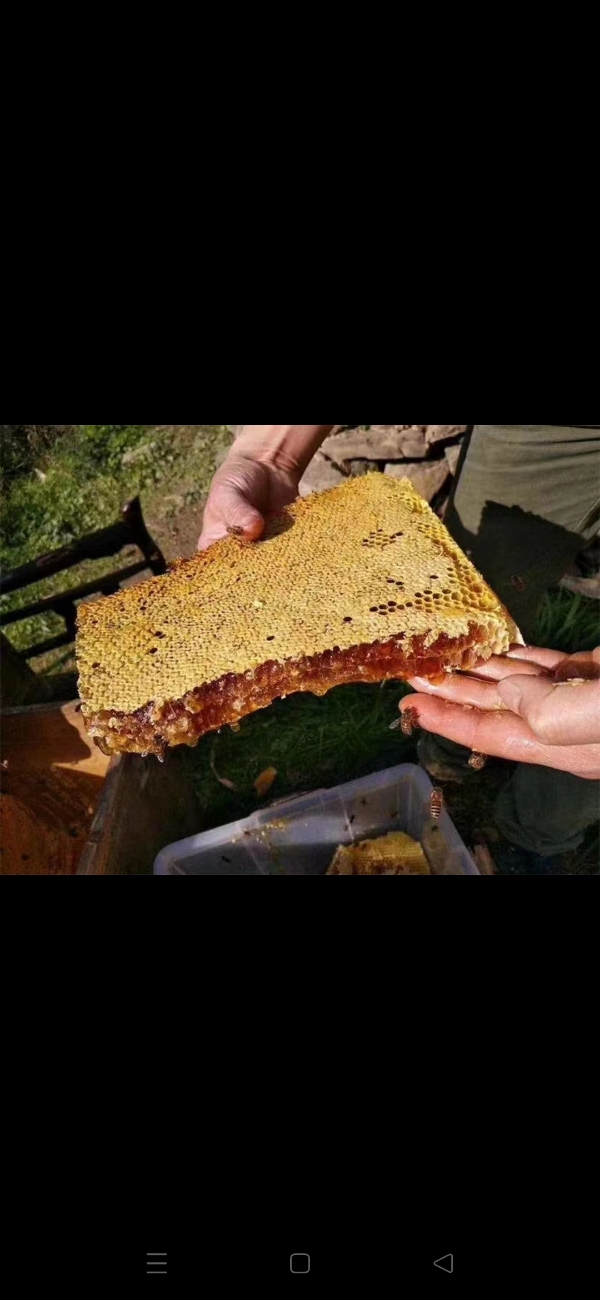 子午岭纯野生百花蜜土蜂蜜