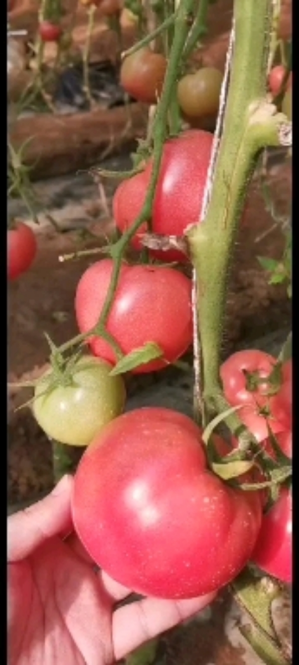 西红柿圣美👉大果毛粉，种子苗子都有现货
