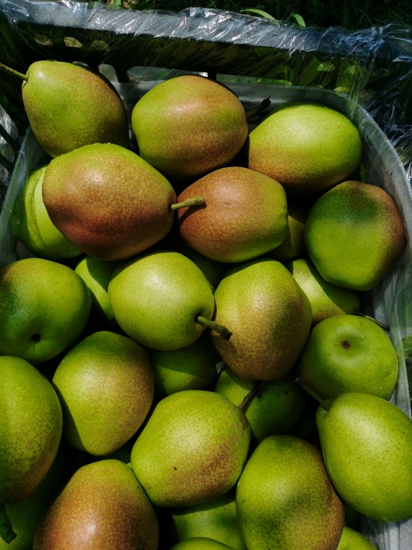红香酥梨主产区，50-60小果。