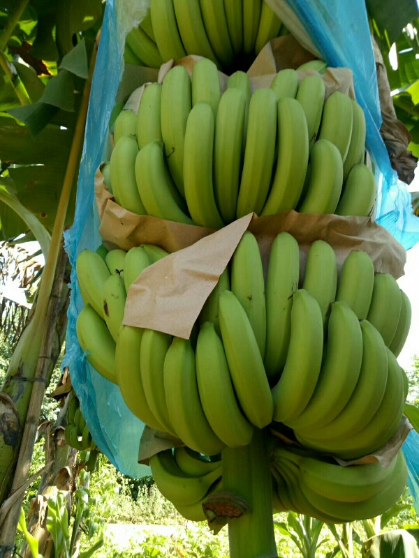 广西壮族自治区崇左市扶绥县，大量供应香蕉