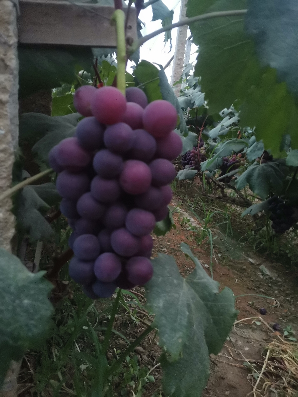 《河北省保定市清苑区》大量出售大棚葡萄