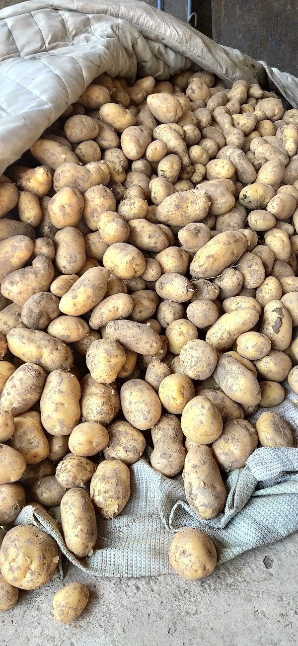 精品荷兰土豆丰收了