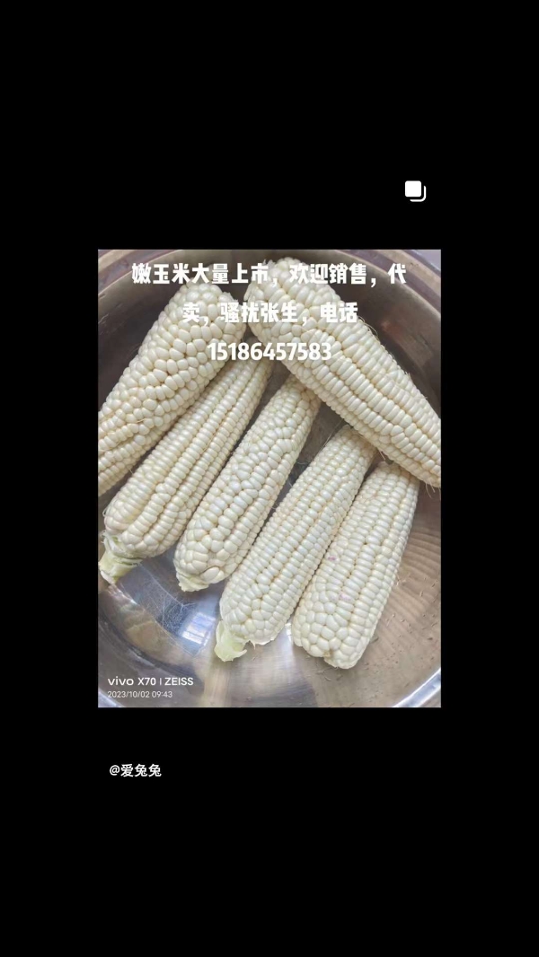 兴仁现货糯玉米