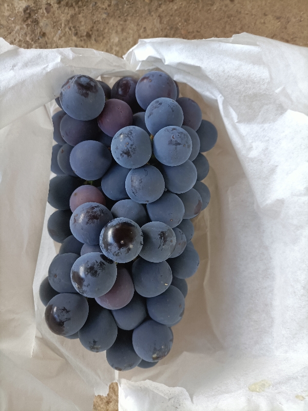 鲁山县，夏黑葡萄，水晶红巨峰葡萄已经大量上市