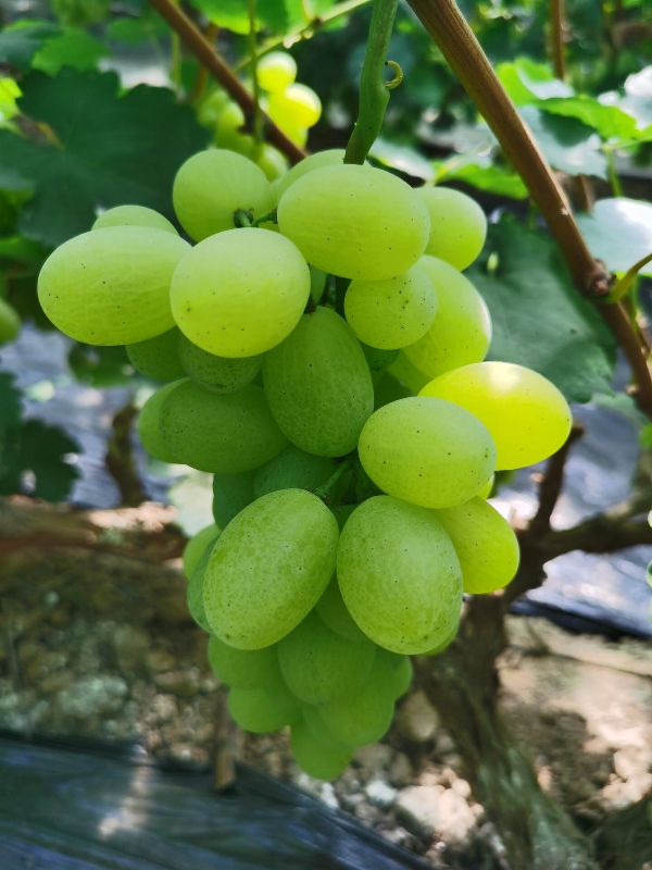 河北省邢台市广宗县冯家寨北淤疃，大棚葡萄种植基地