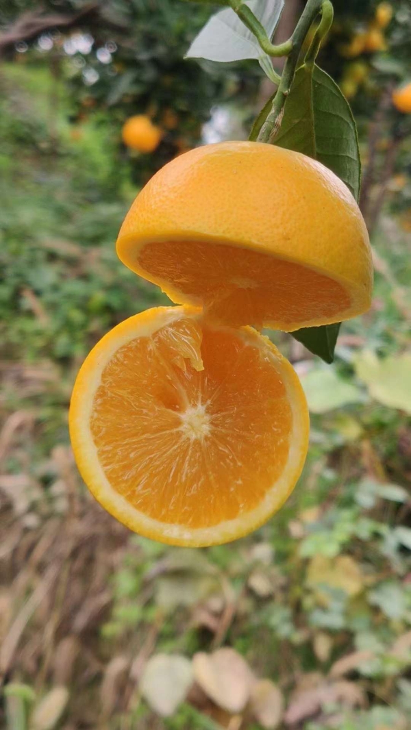 湖南麻阳冰糖橙