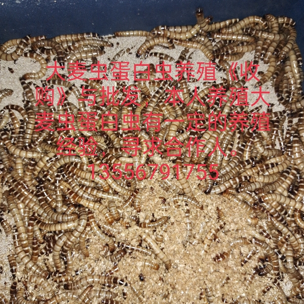 大麦虫蛋白虫养殖收购与批发，本人养殖大麦虫蛋白虫