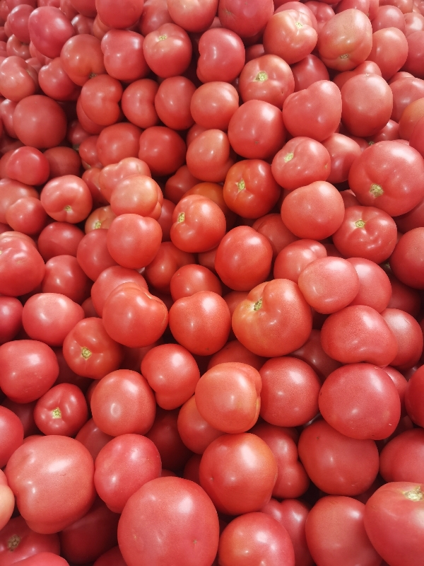 辽宁阜新硬粉西红柿！各种蔬菜！现在西红柿大量