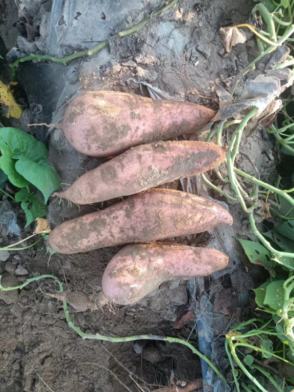 河北产地长期大量供应红薯