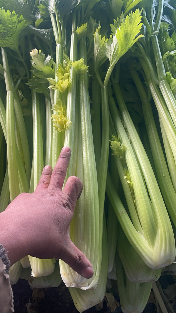 供应芹菜,河南安阳滑县