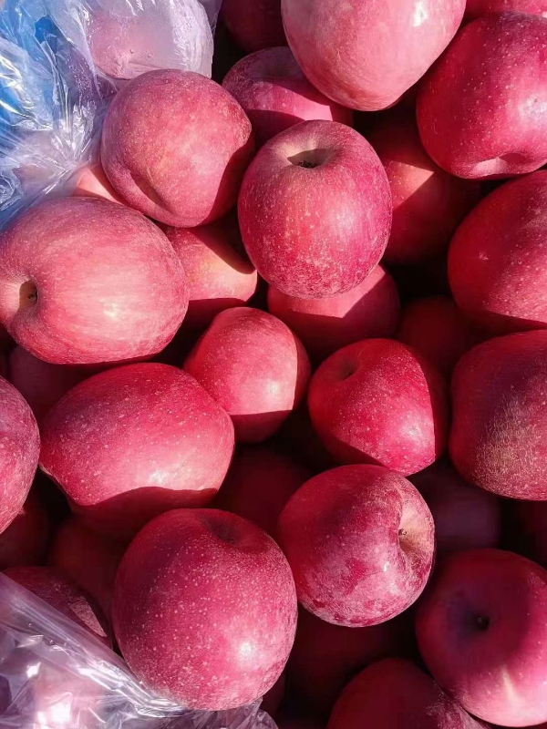 冷库红富士苹果大量上市产地大量有货价格便宜