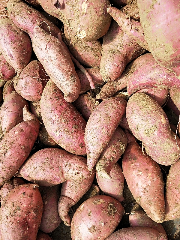 邹城市板栗红薯全国接单，视频看货，产地直销。