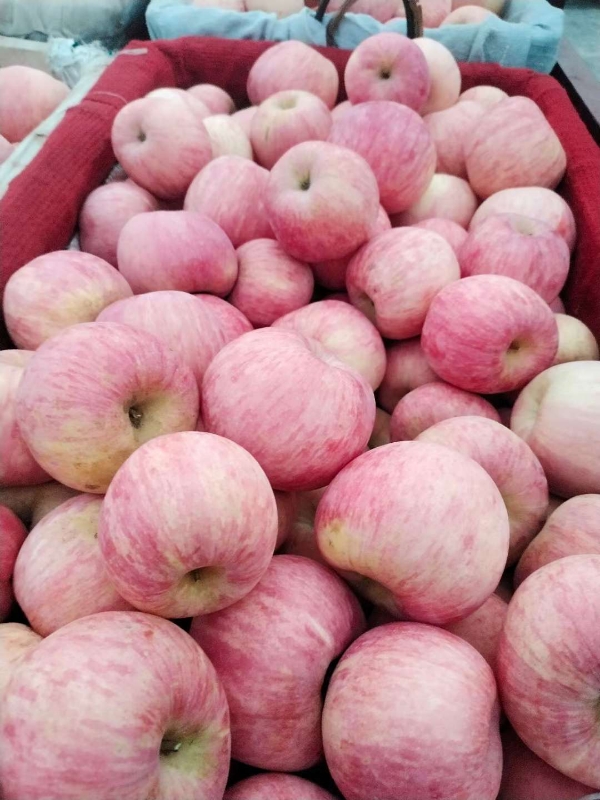 山东富士苹果产地，冷库红富士苹果价格便宜