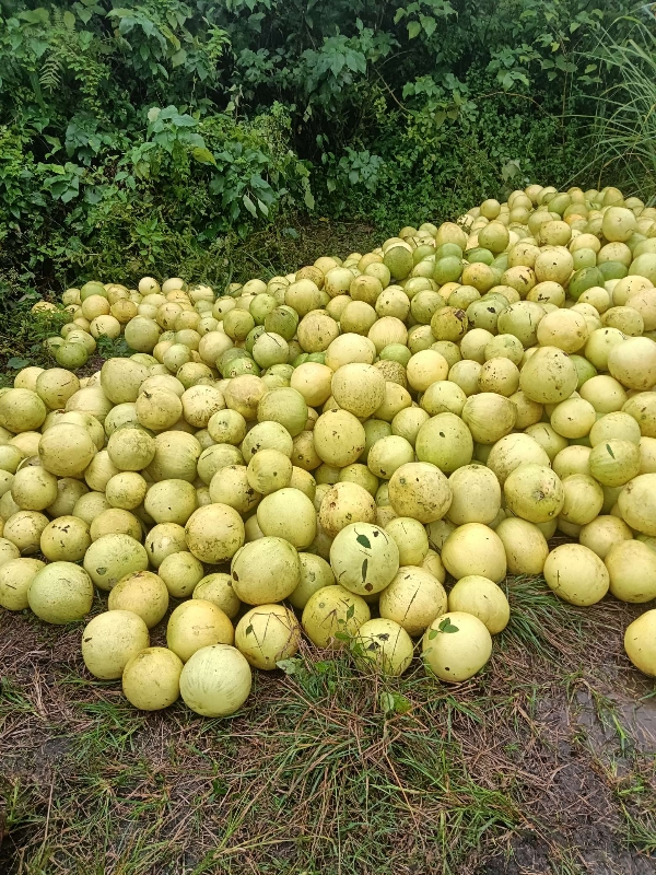 泸州红心柚，白心柚，真龙柚大量供应