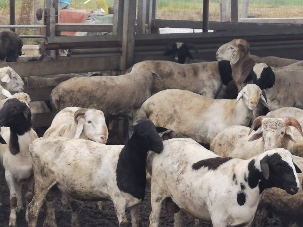 绵羊卖肉羊，繁殖用羊，养殖户多，价格便宜