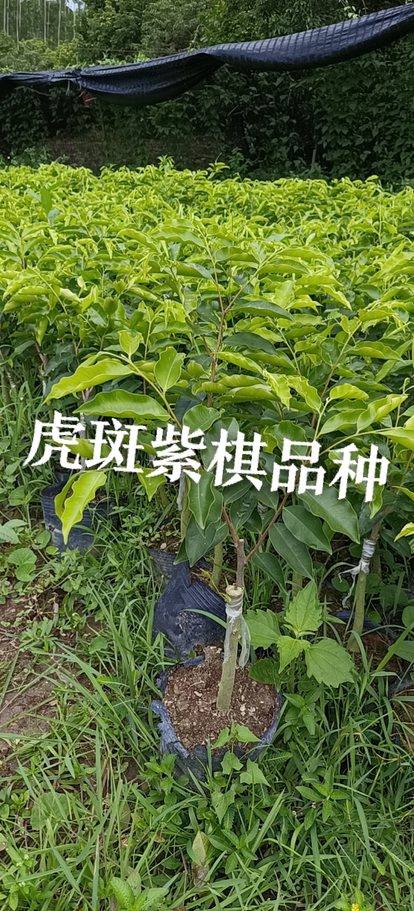 奇楠沉香苗