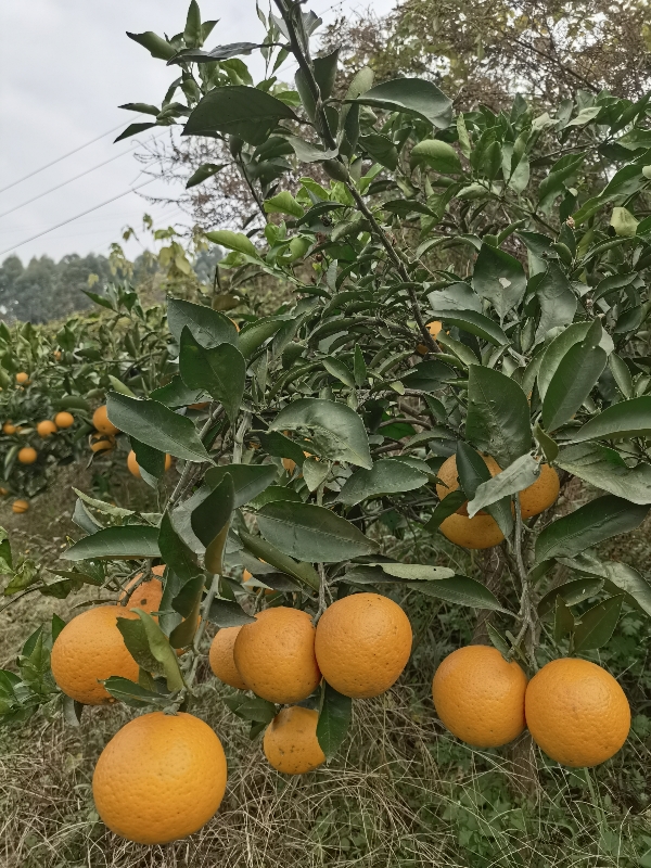 四川眉山市高山种植生态耙耙柑！欢迎咨询！