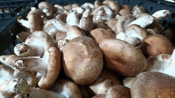 贵州香菇  安龙基地  一手货源每天有几万斤