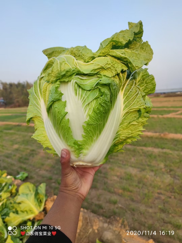 ❤️圆头白菜❤️山东高青万亩沙地圆头白菜3-10斤