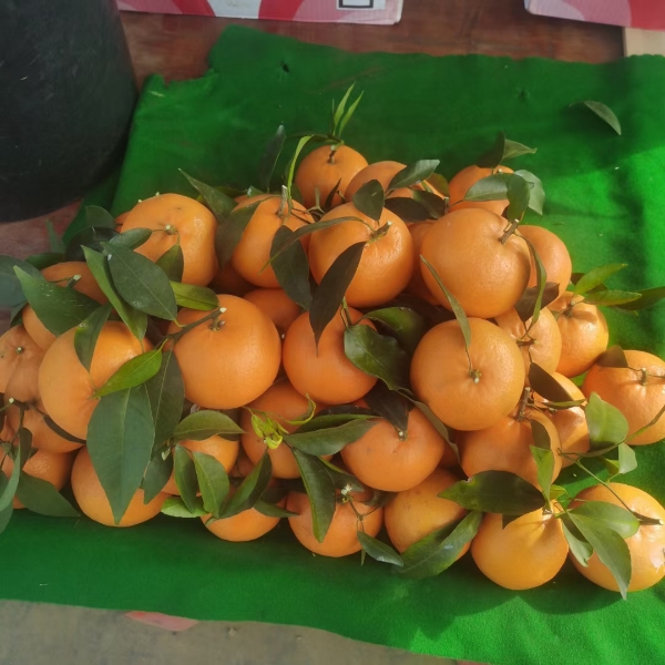 广西沃柑，65-80果，自家果园