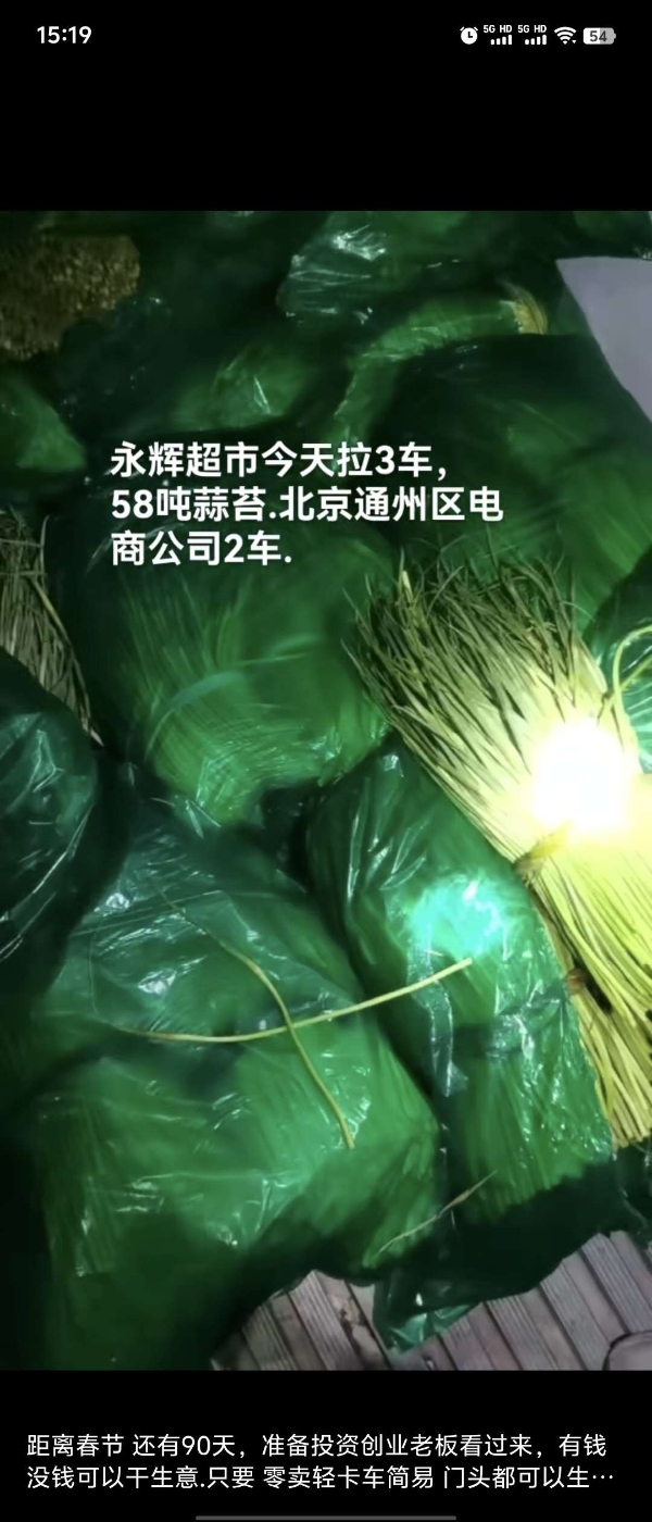 金乡蒜苔大落价随到随装保质保量。