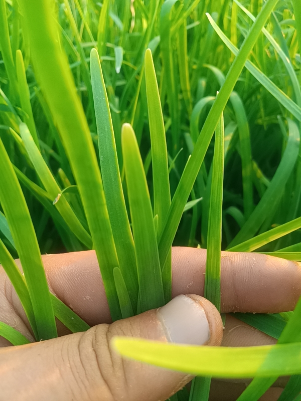 山东聊城韭菜大量上市