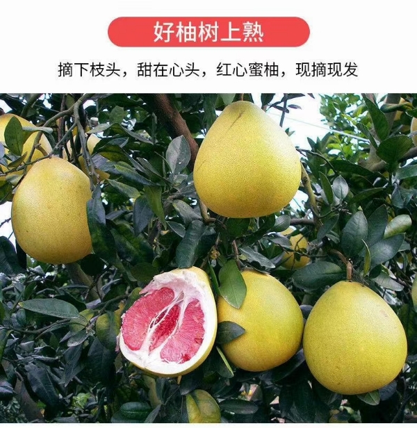 供供应柚子红心柚