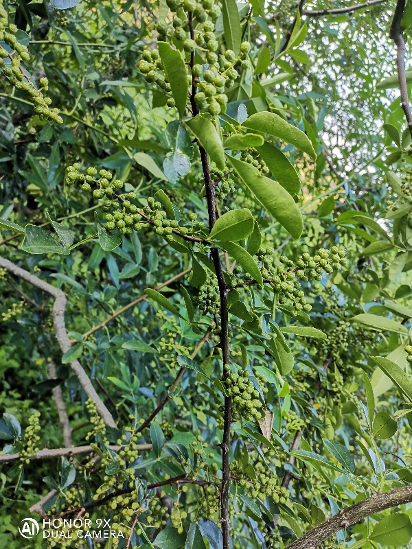 四川农业花椒  青花椒 干花椒