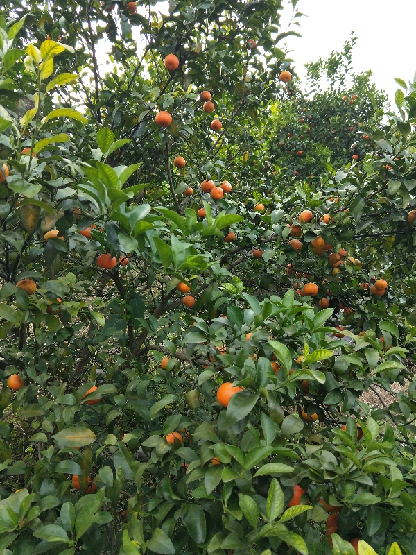 广西柳州鹿寨砂糖橘待售，有意老板欢迎来电