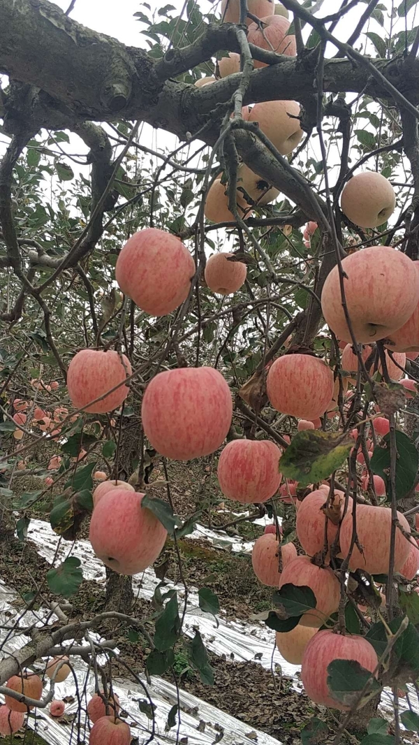 乾县红富士苹果大量供应，70起步不封顶，