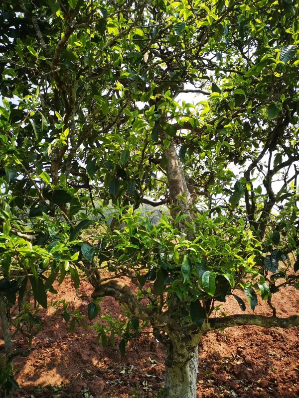 普洱镇沅砍盆箐古树茶