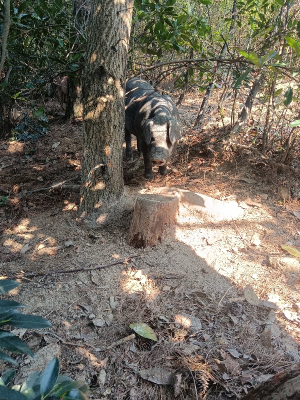 放养山林黑猪