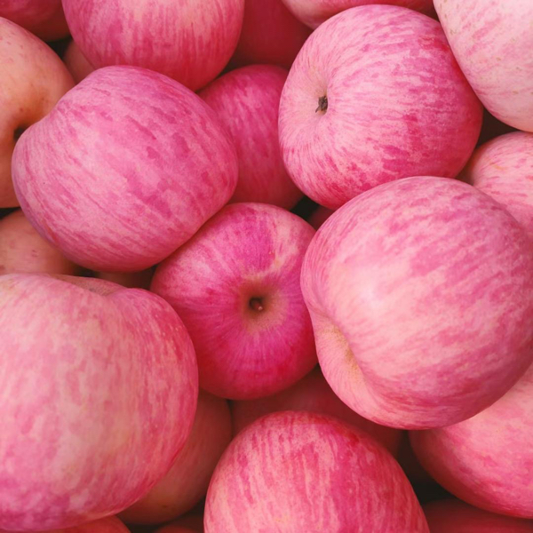山东红富士苹果大量供应，欢迎新来顾客前来选购