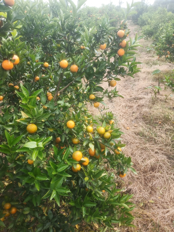 脆皮金橘，连皮可以吃的水果