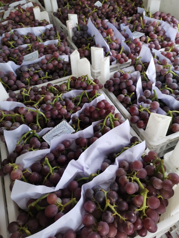 精品巨峰葡萄，万亩巨峰大量上市！