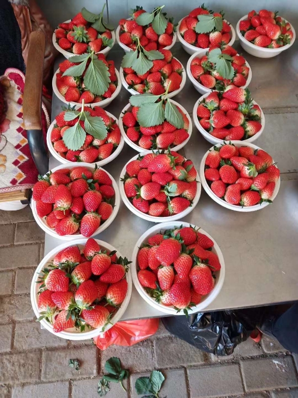 济南历城区甜宝草莓