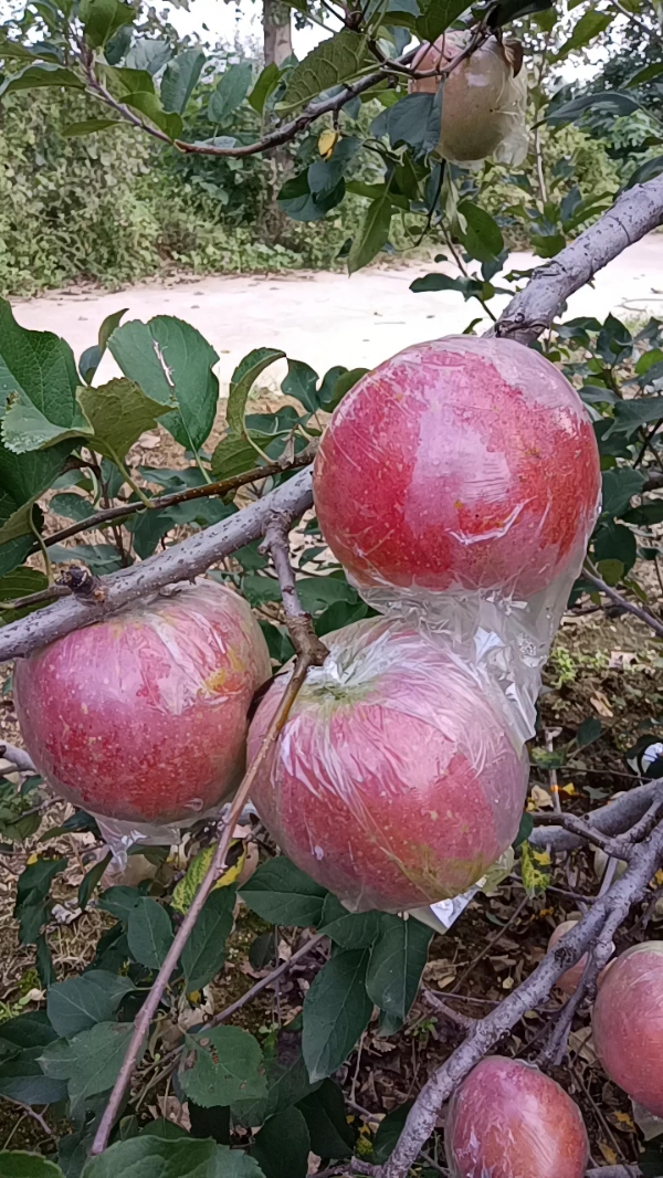 山东膜袋红富士苹果批发基地 诚信经营