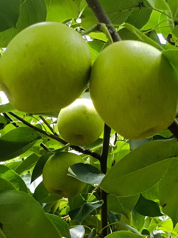 供应梨,泽泽果业