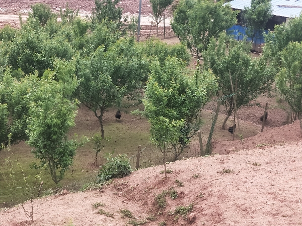 出售土鸡，土鸡蛋自产自销