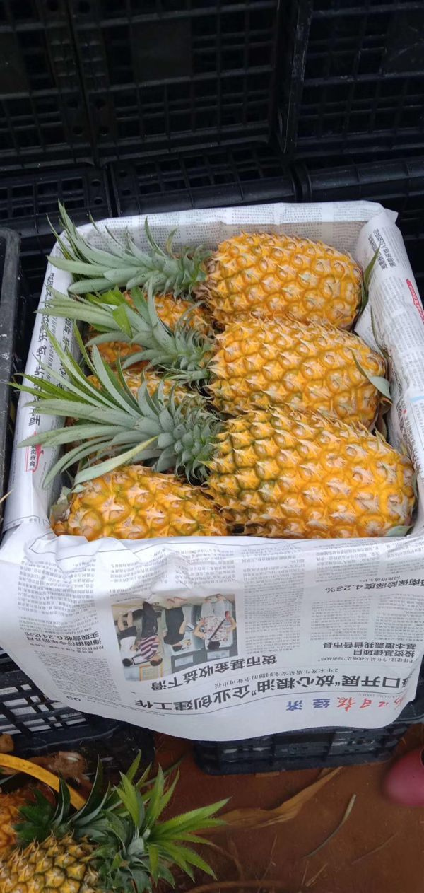 广东省徐闻县曲界镇菠萝大量菠萝供应