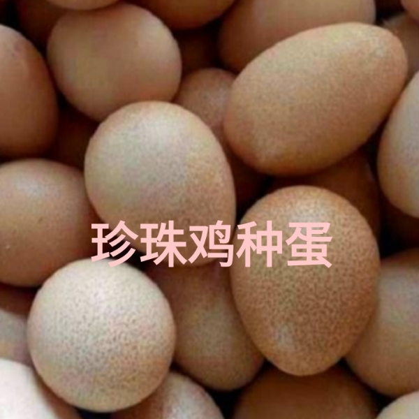 珍珠鸡蛋受精蛋