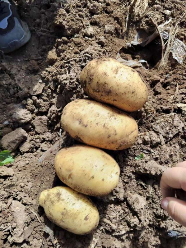 大量出售土豆，有希森，沃土，v7