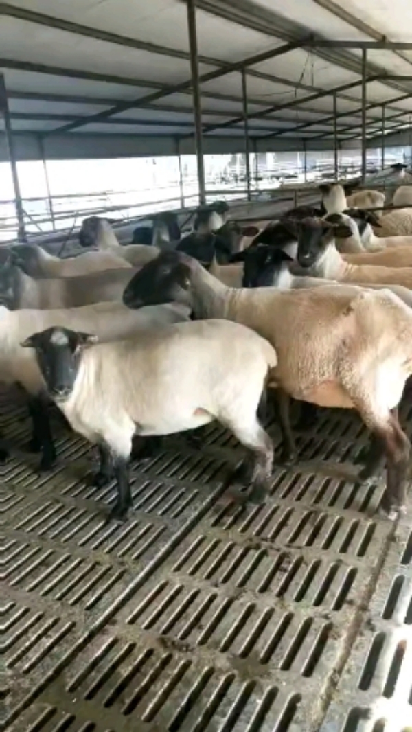 杜泊羊种羊，噢州白种羊，繁殖多，包邮到家
