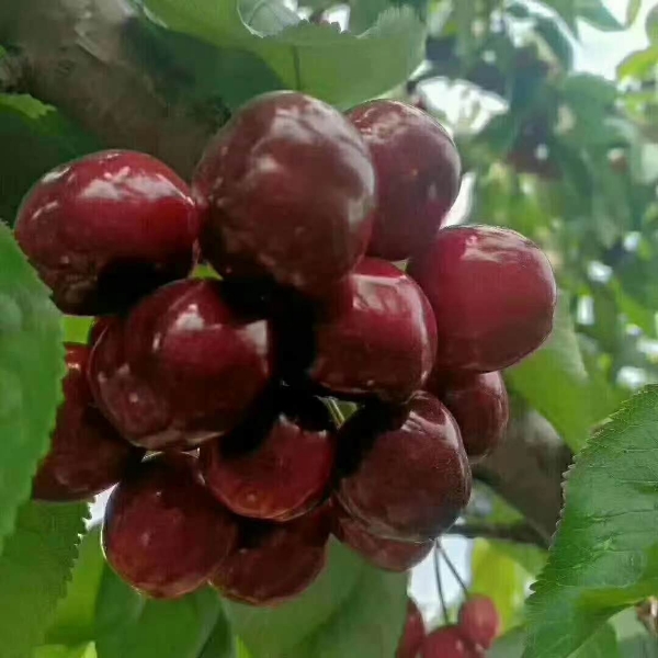 天水大樱桃批发零售