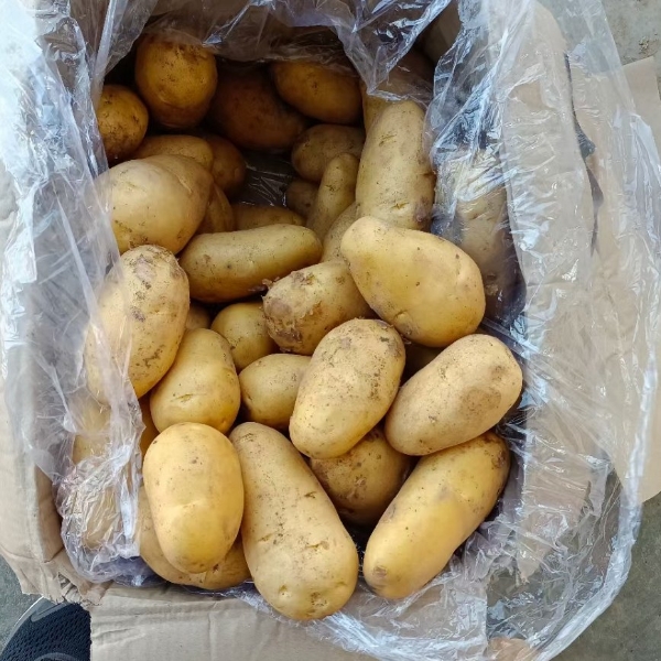 潍坊地区荷兰十五土豆常年供应，量大