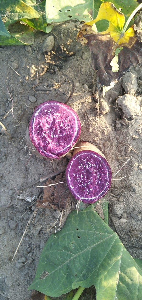 广东紫薯，紫罗兰，小花叶紫薯，桂京8，凌紫。