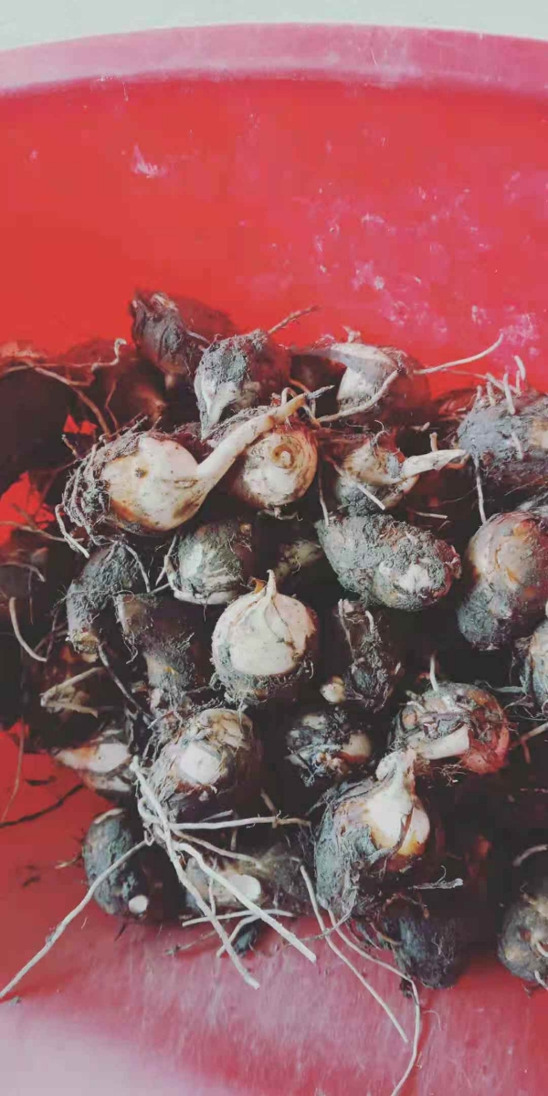 铅山紫溪地标农产品红芽芋 原产地自产自销
