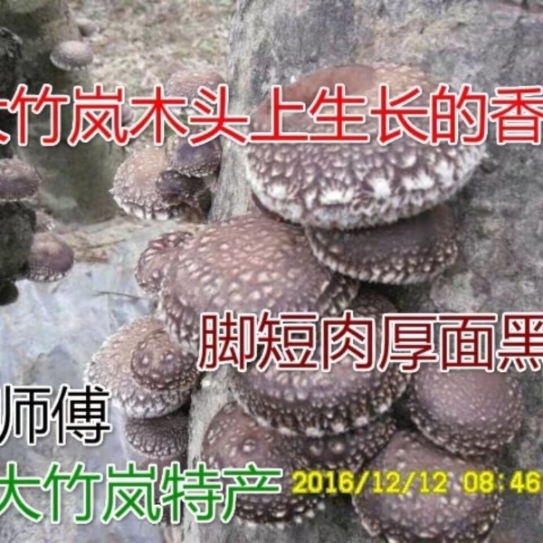 椴木香菇菌种袋料母种苗原种子栽培种